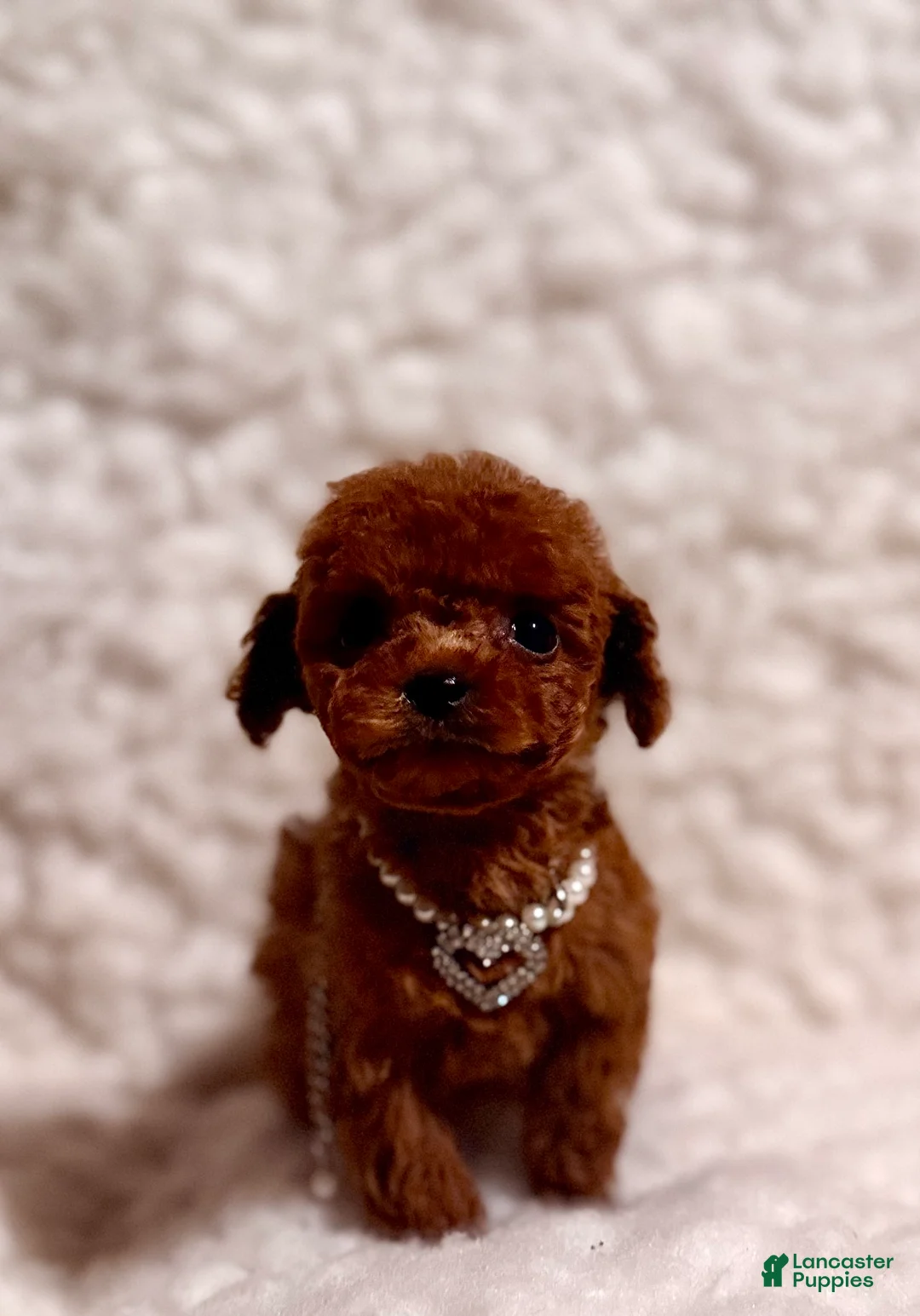 Toy Poodle dogs for sale: Zoey teacup deep red - Ad 6