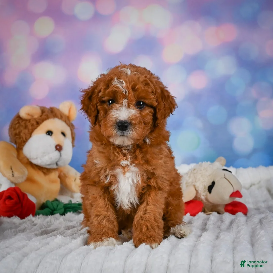 Mini Goldendoodle dogs for sale: Willow - Ad 2
