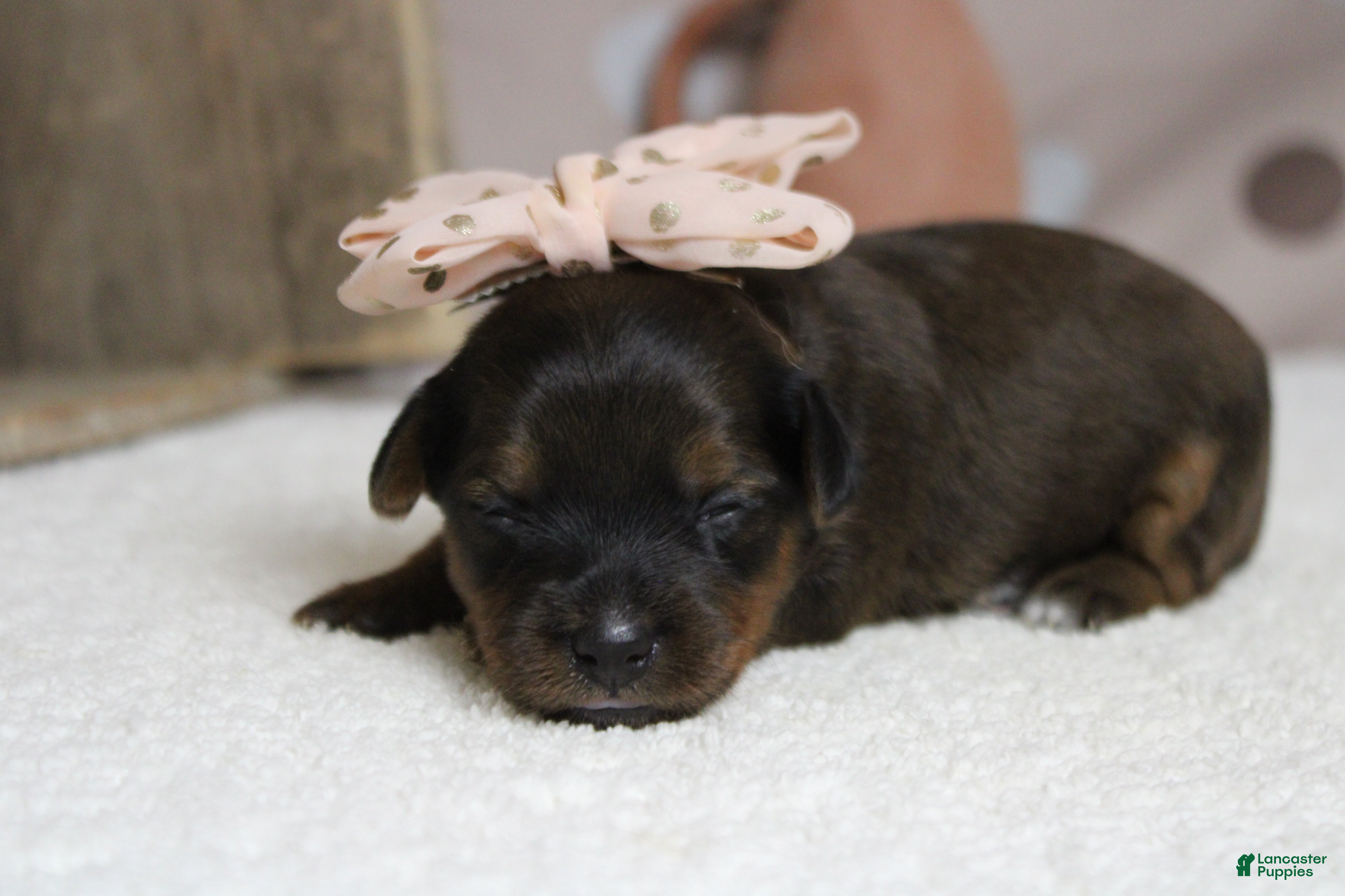 Yorkiepoo dogs Lady  - Ad 6