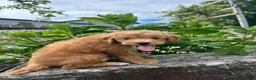 Mini Goldendoodle dogs for sale: Finn - Ad 3