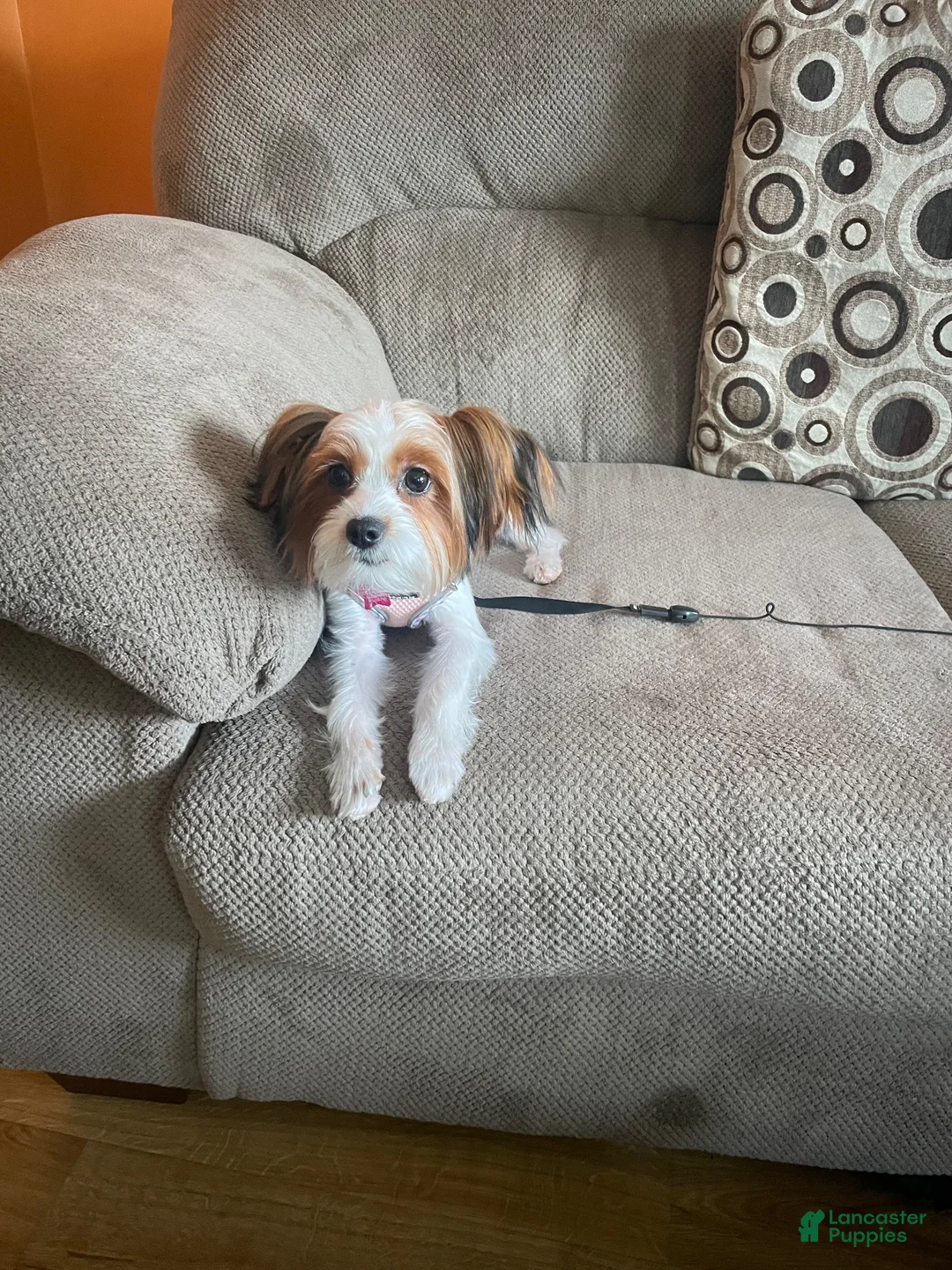 Yorkshire Terrier dogs for sale: Yorkshire Terrier 1 - Ad 4