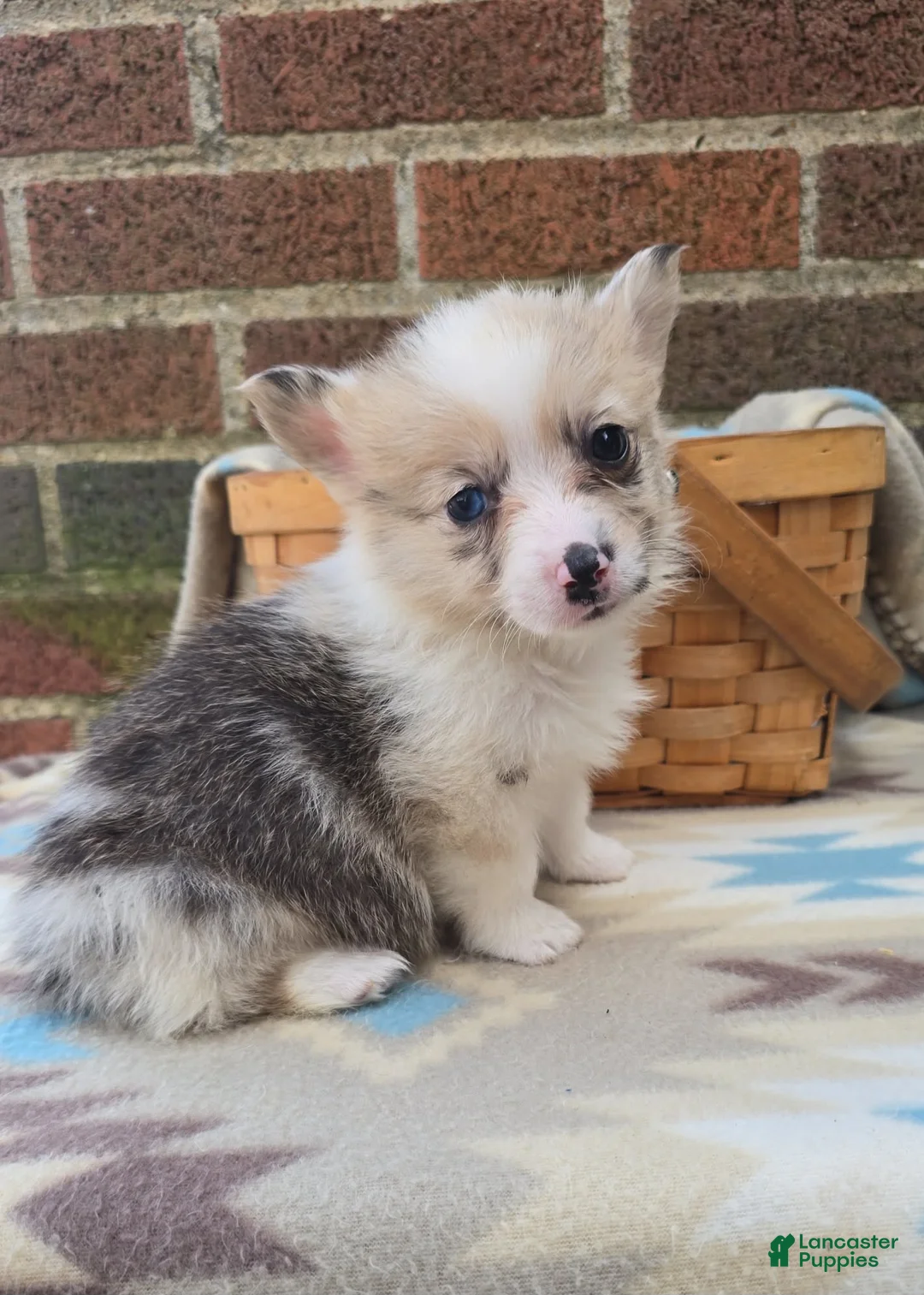 Welsh Corgi Pembroke dogs for sale: Welsh Corgi Pembroke Puppy 4 - Ad 2