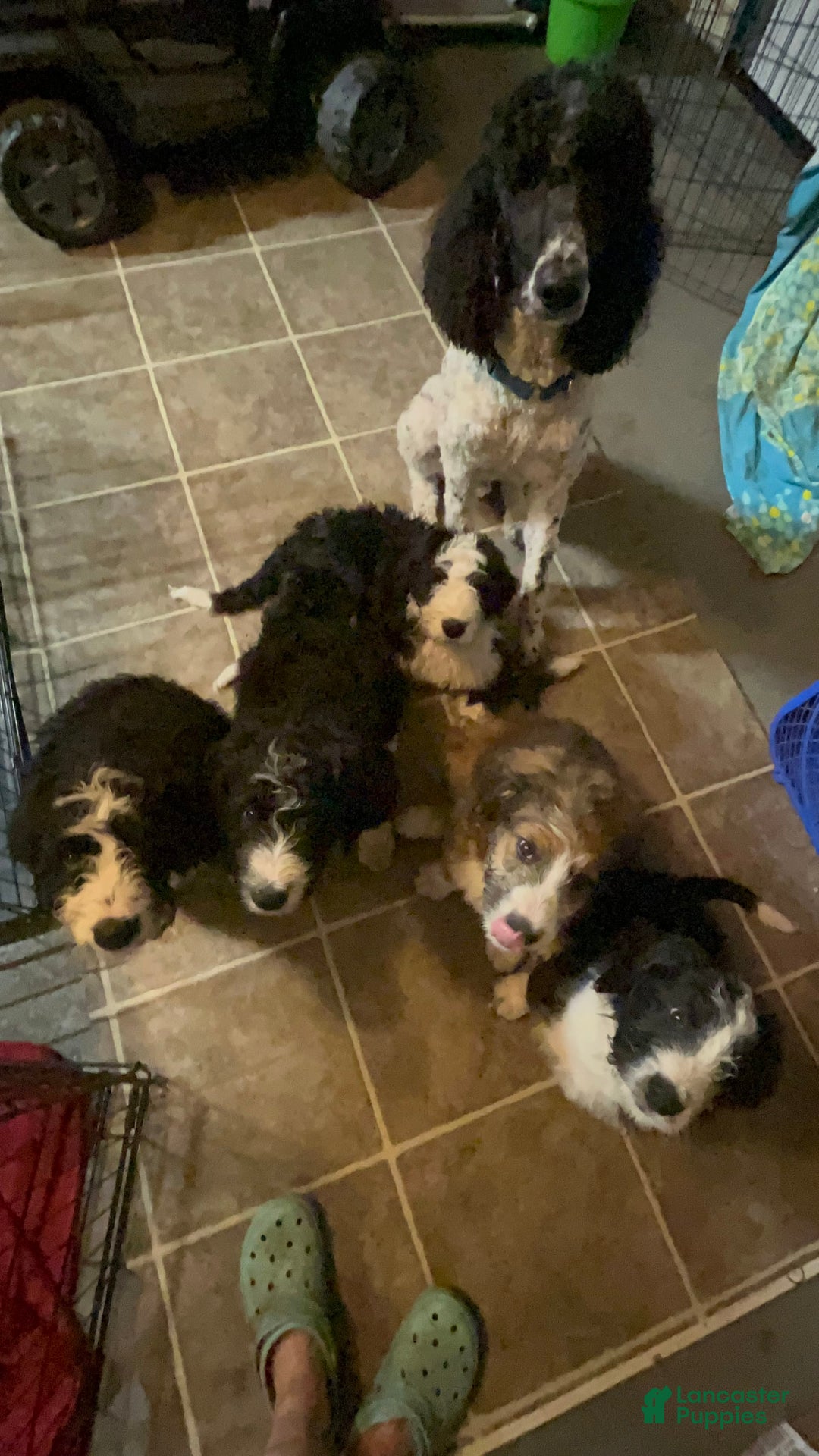 Gallery Image {{count}}