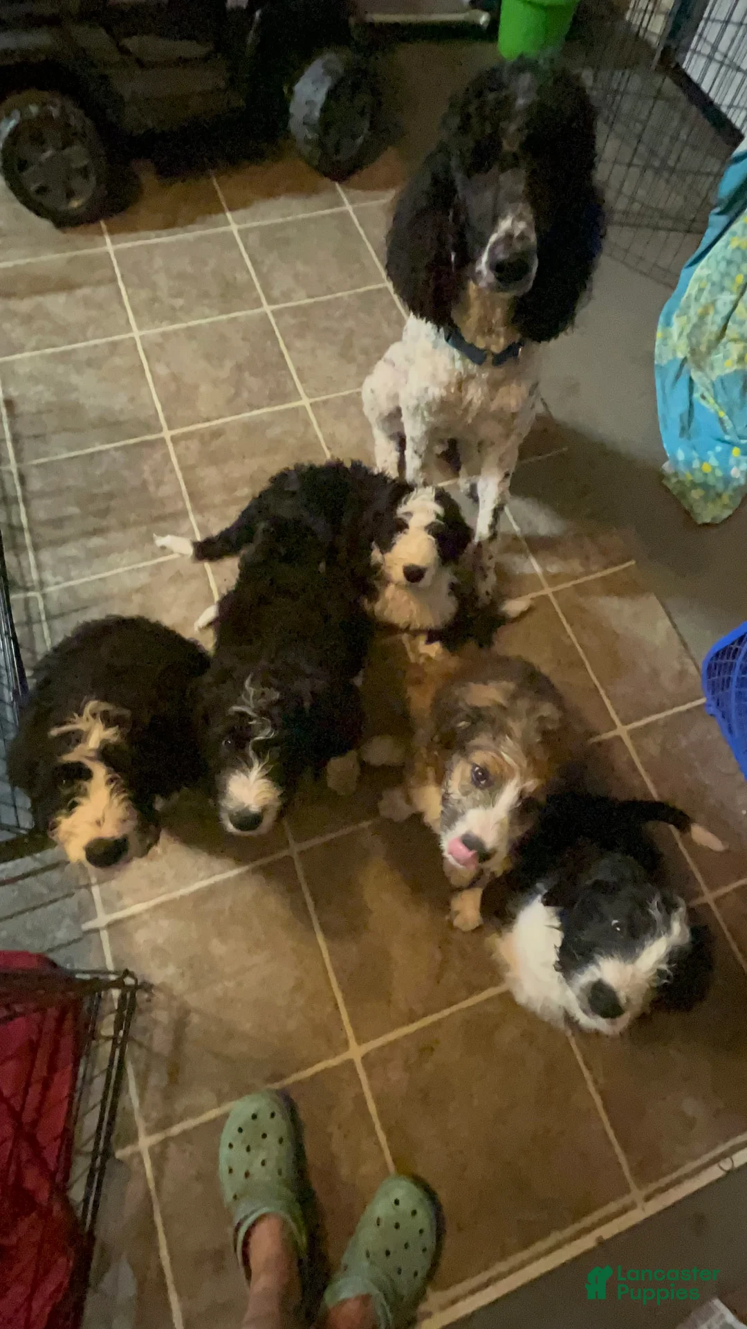 Gallery Image {{count}}