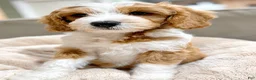 Mini Goldendoodle dogs for sale: Cody-OFA&GeneticParents - Ad 3