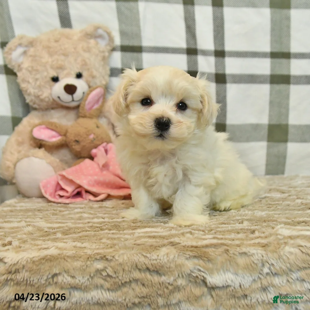 Morkie dogs for sale: Bandit - Ad 1