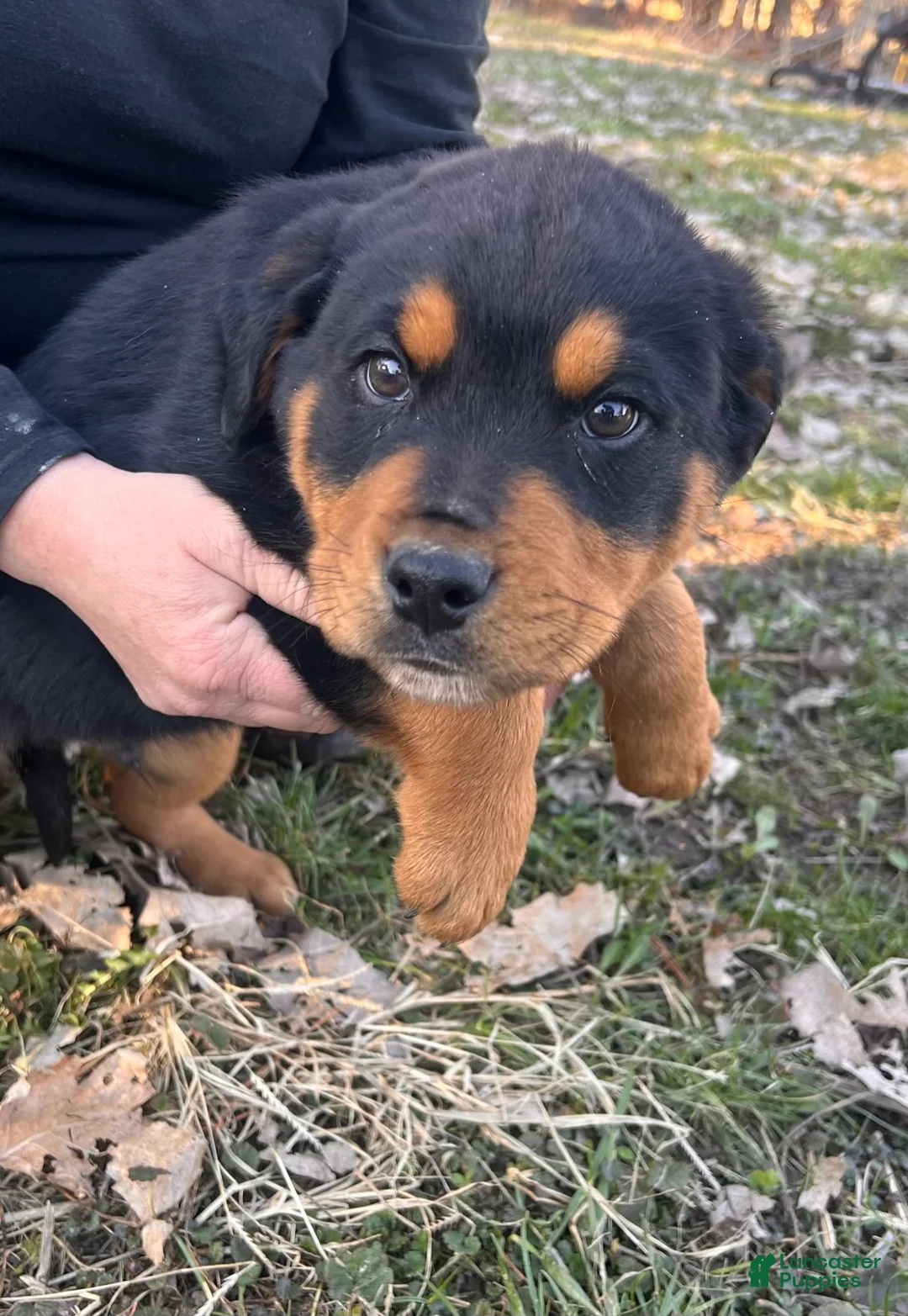 Rottweiler dogs for sale: Max  - Ad 2