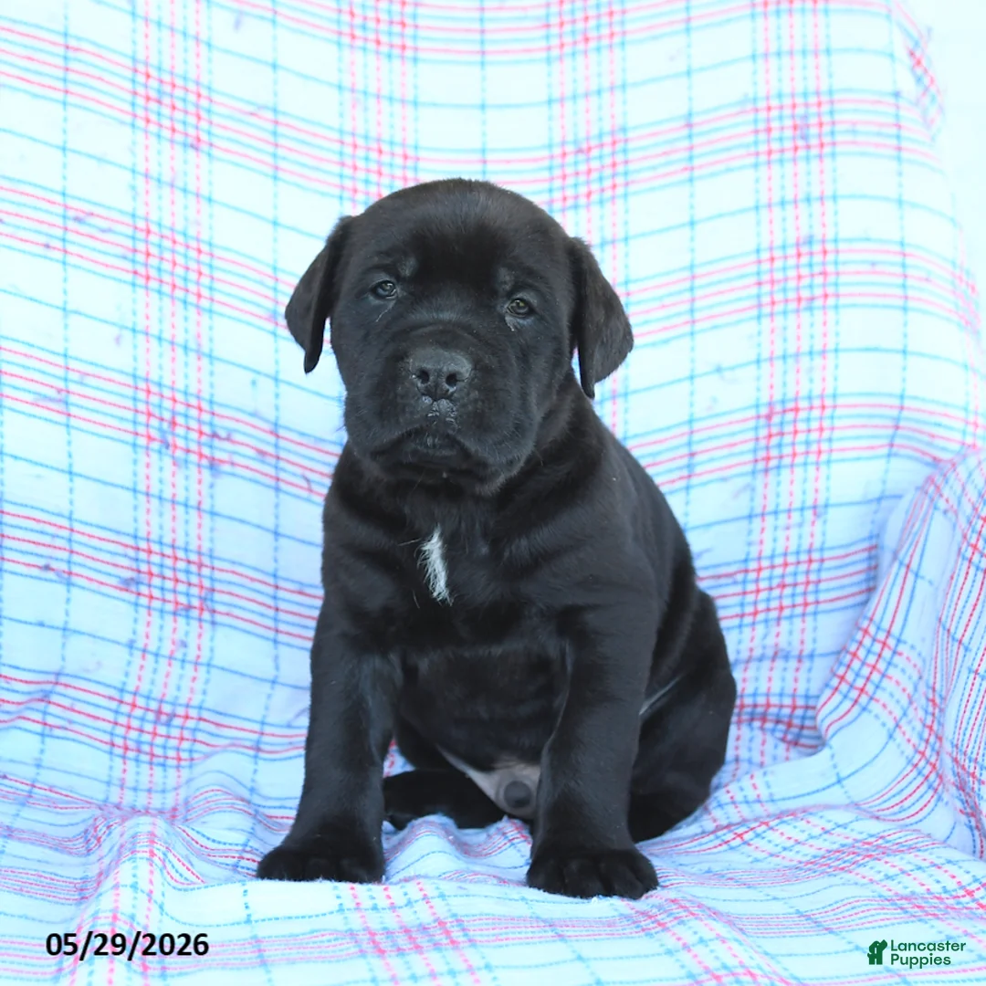 Cane Corso dogs for sale: Sam - Ad 2