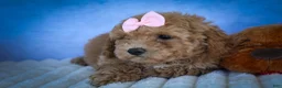 Bichpoo dogs for sale: Nessa Rose🎀 - Ad 7