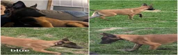 Belgian Malinois dogs for sale: Belgian Malinois 2 - Ad 2