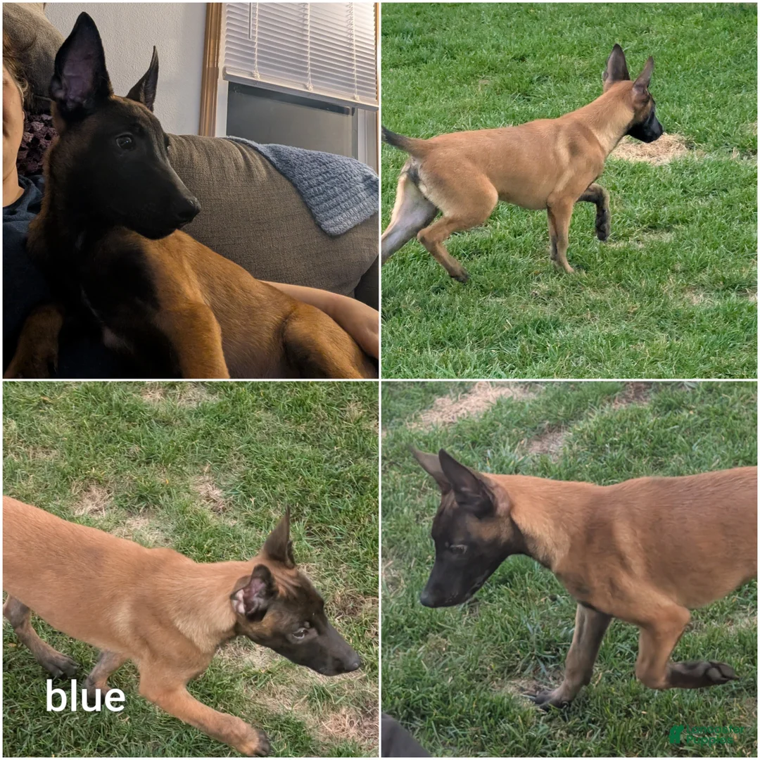 Belgian Malinois dogs for sale: Belgian Malinois 2 - Ad 2