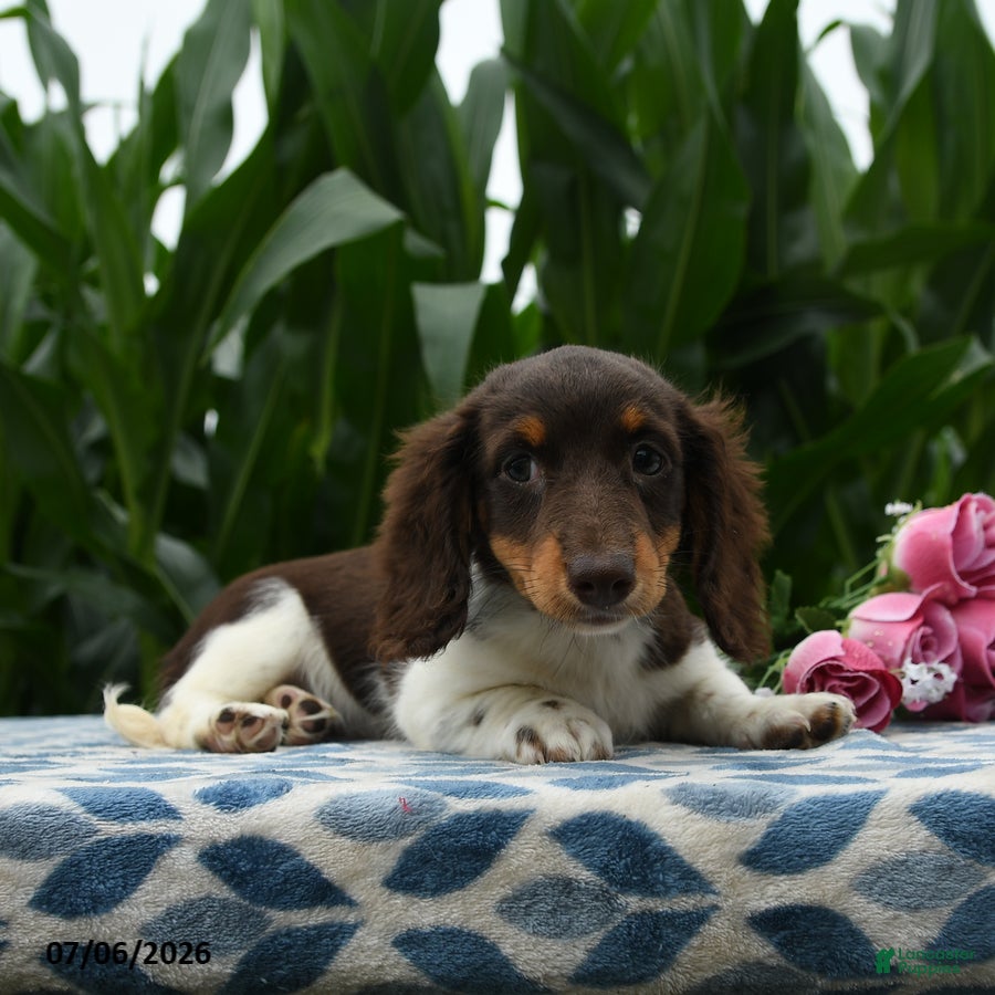 Miniature Dachshund dogs Taco - Ad 2
