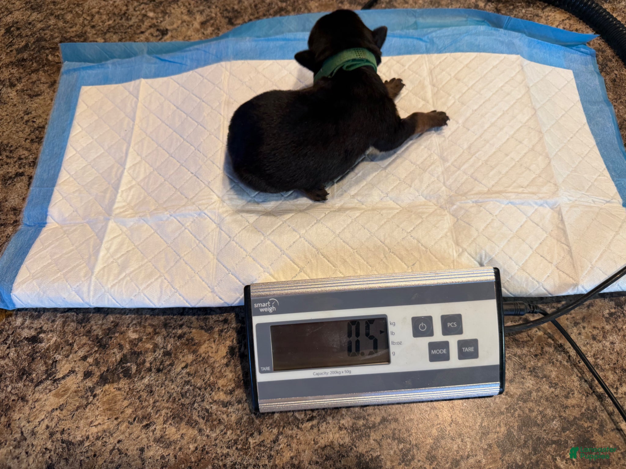 Rottweiler dogs Brown - Ad 3