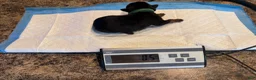 Rottweiler dogs for sale: Brown - Ad 1