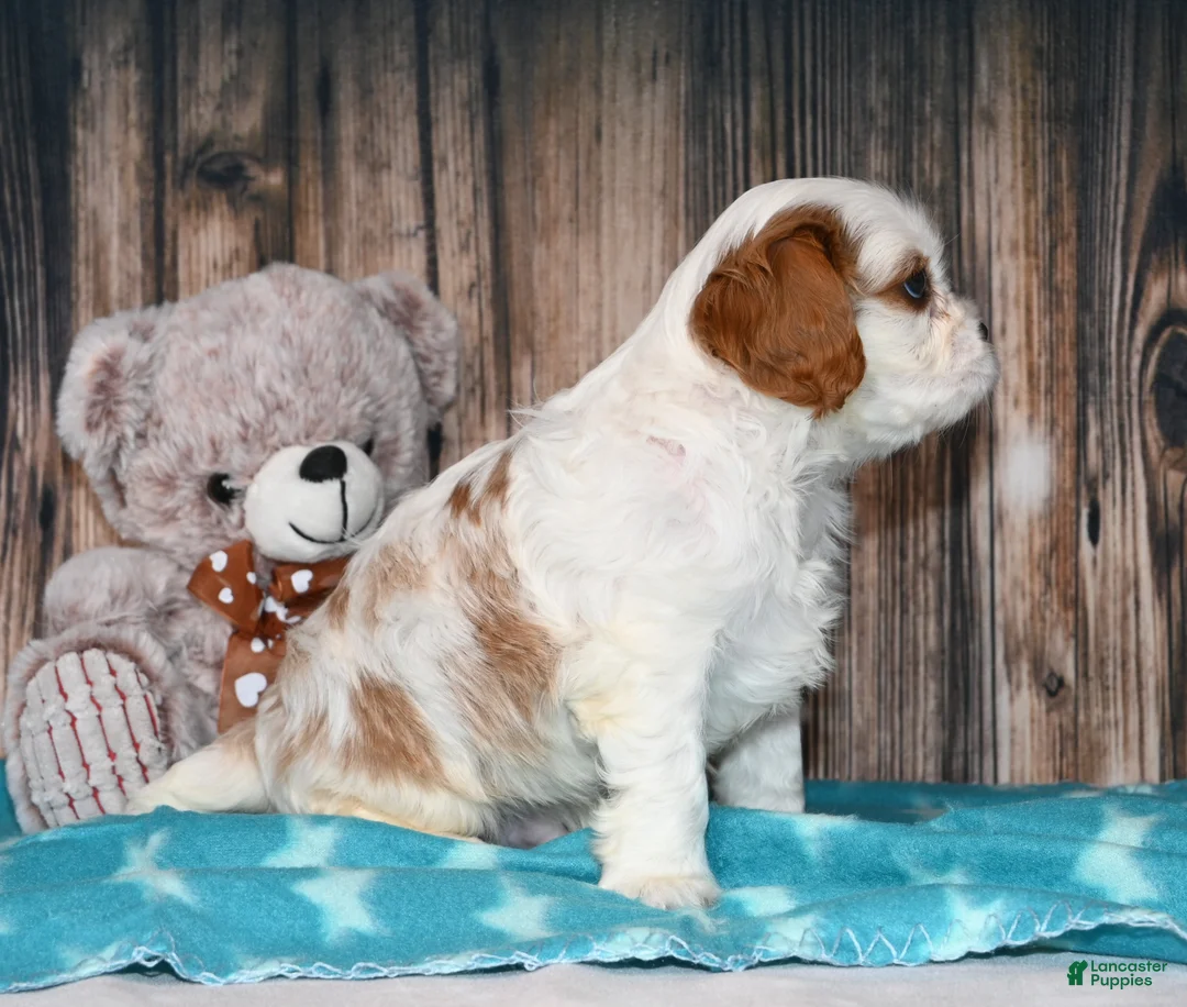 Cavalier King Charles Spaniel dogs for sale: Gizmo  - Ad 7