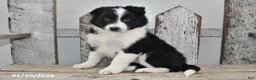 Border Collie dogs for sale: Captian - Ad 4
