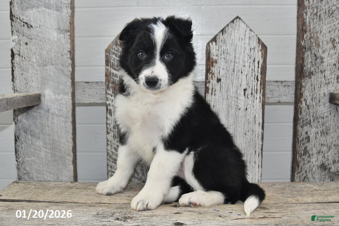 Border Collie dogs for sale: Captian - Ad 4