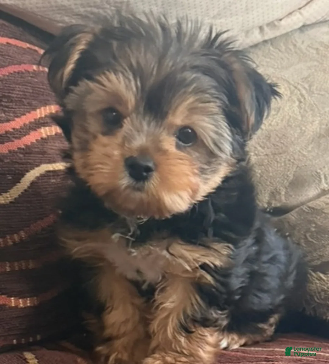 Yorkshire Terrier dogs for sale: Yorkshire Terrier 1 - Ad 1