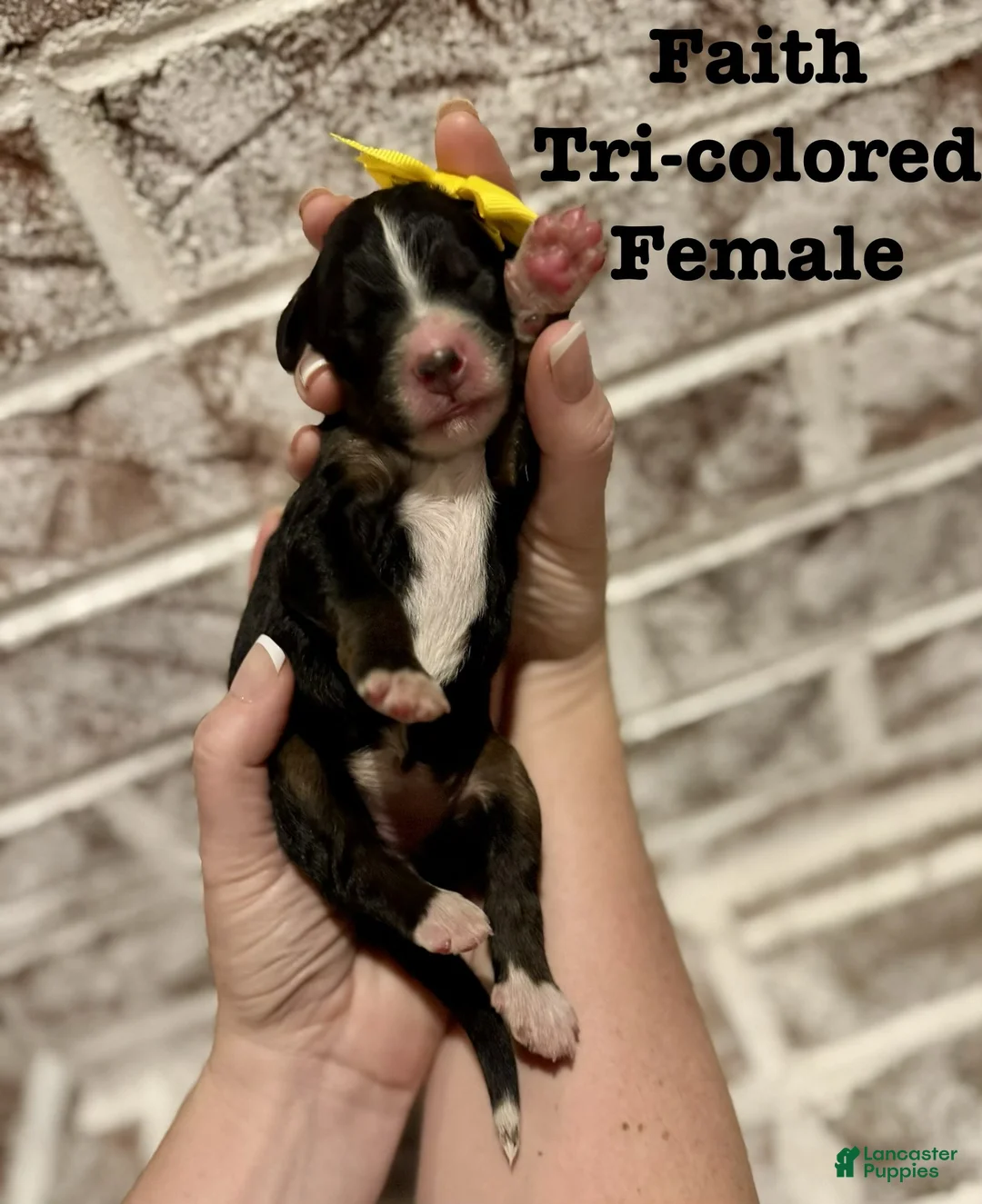 Bernedoodle dogs for sale: Faith  - Ad 1