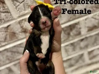 Bernedoodle dogs Faith - Ad 9