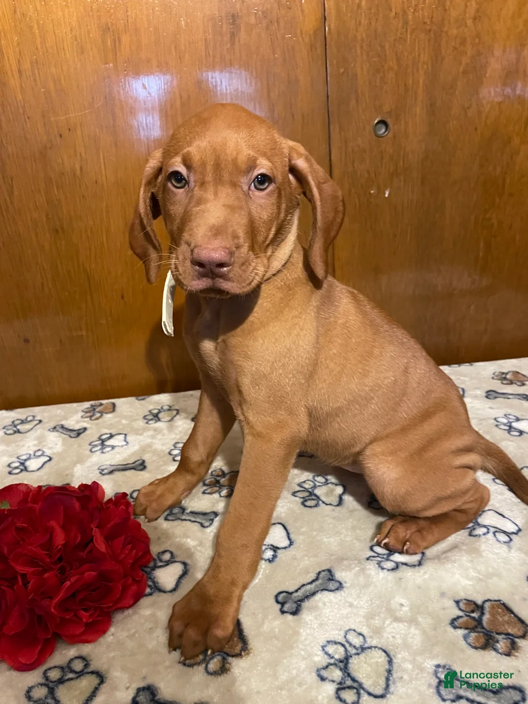 Vizsla dogs for sale: Stella - Ad 3