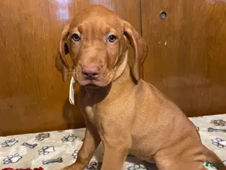 Vizsla dogs Stella - Ad 11