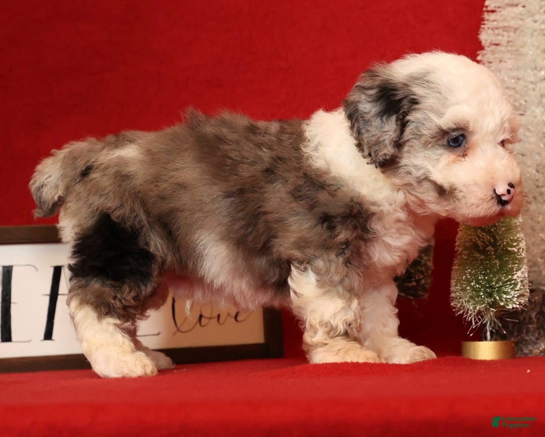 Miniature Poodle dogs for sale: Oswald - Ad 4