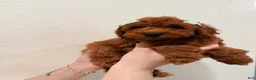 Mini Goldendoodle dogs for sale: Tiramisu - Ad 2