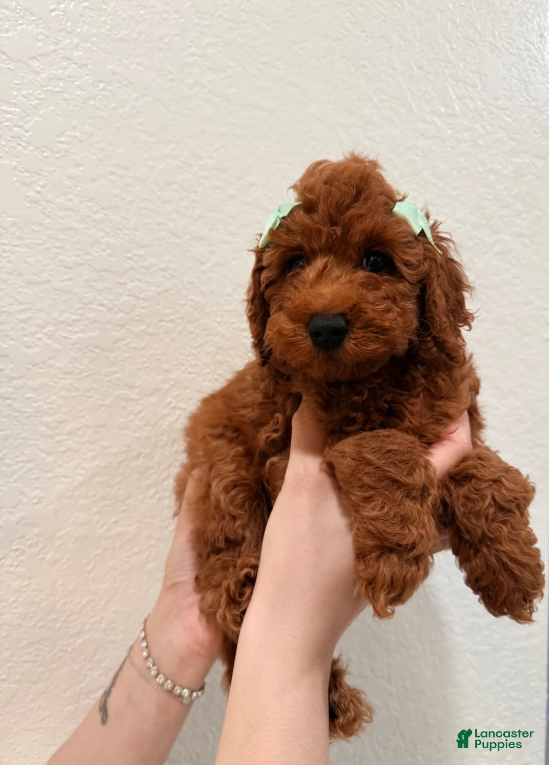 Mini Goldendoodle dogs for sale: Tiramisu - Ad 2