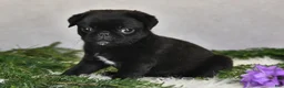Pug dogs for sale: Jodi - Ad 5