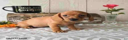 Miniature Dachshund dogs for sale: Ronny - Ad 14