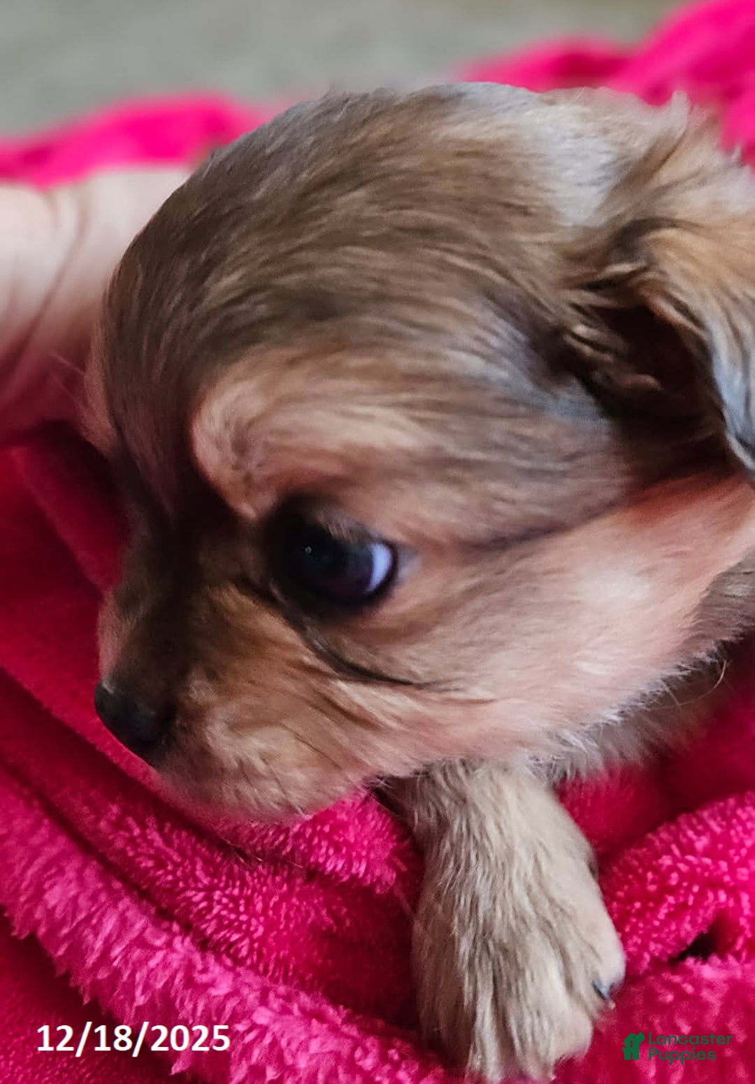 Mixed Breed dogs for sale: Cherry - Ad 3