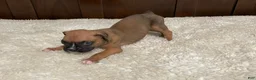 Boxer dogs for sale: Moxy - Ad 23