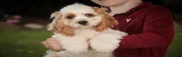 Cocker Spaniel dogs for sale: Ash Cocker Spaniel  - Ad 5