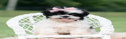 Shih Tzu dogs for sale: Lovey - Ad 1