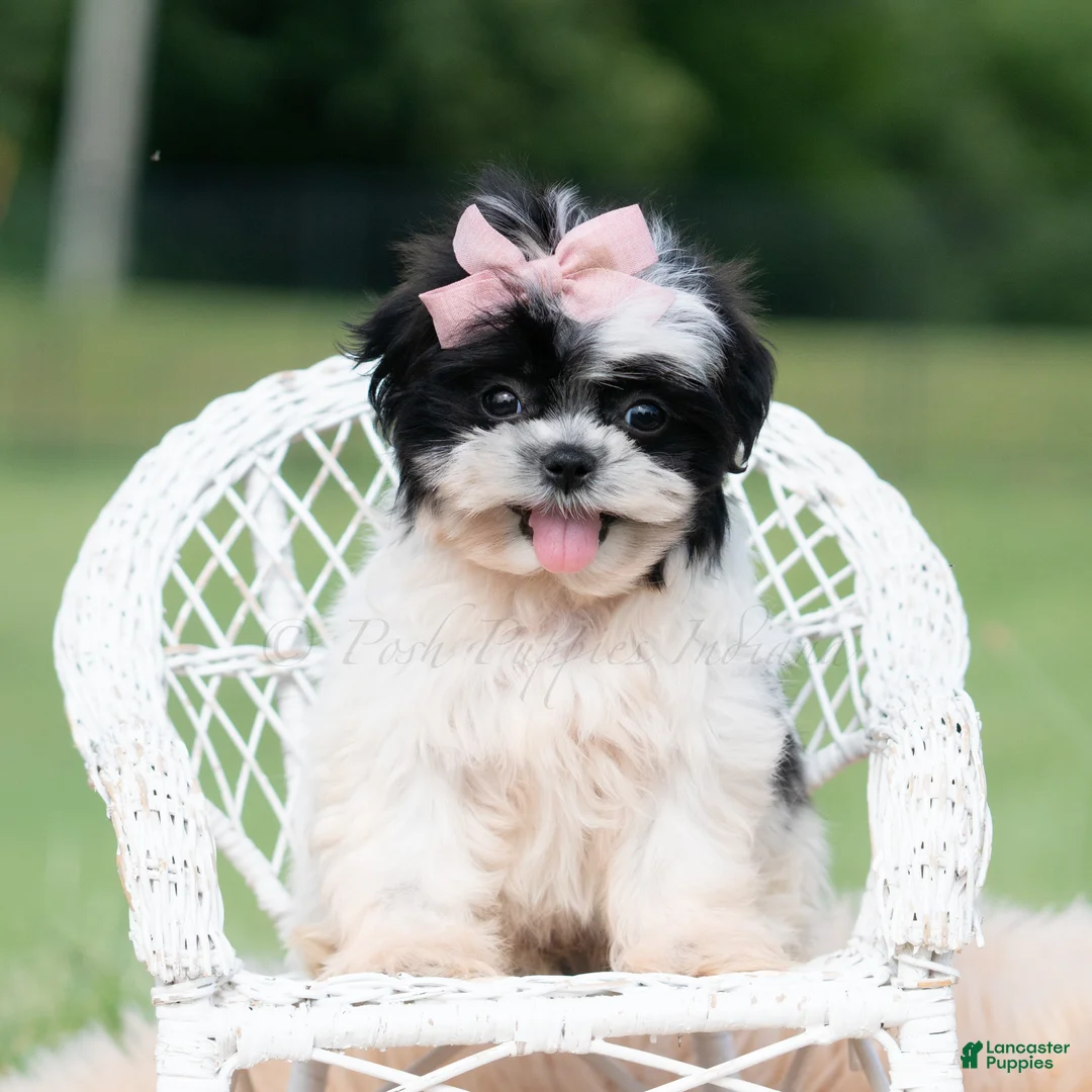 Shih Tzu dogs for sale: Lovey - Ad 1