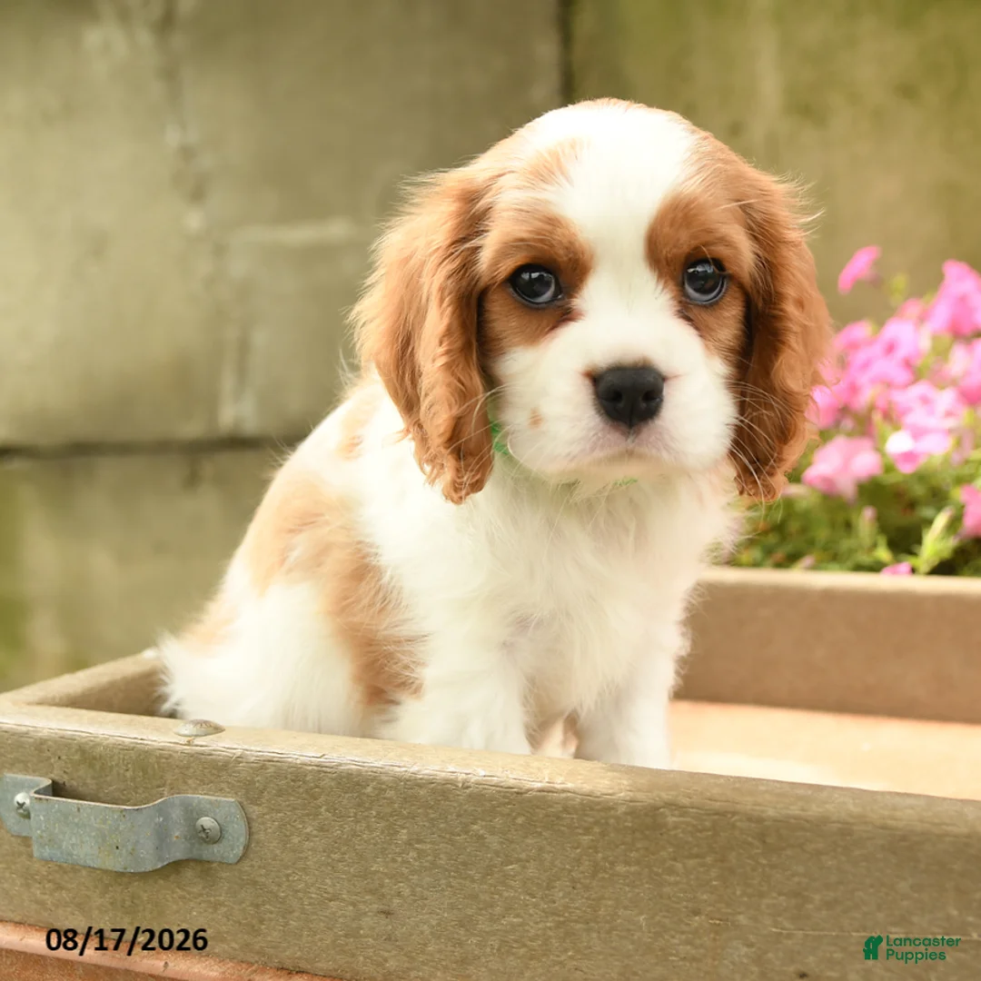 Cavalier King Charles Spaniel dogs for sale: Aggie - Ad 1