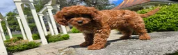 Cavapoo dogs for sale: Hunter - Ad 7