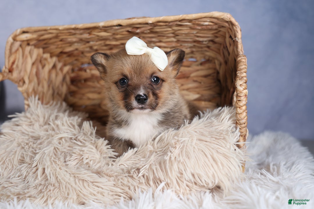 Welsh Corgi Pembroke dogs for sale: LITTLE CHIEF - Ad 12