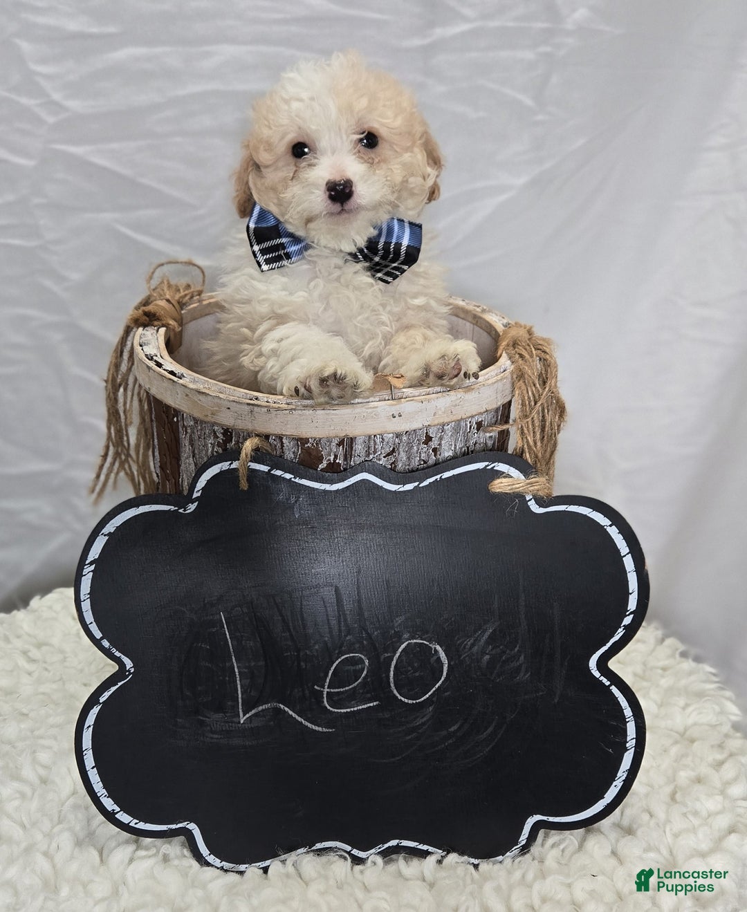 Pomapoo dogs for sale: Leo - Ad 4