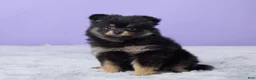 Pomeranian dogs for sale: Twila - Ad 1