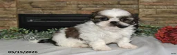 Shih Tzu dogs for sale: Tori - Ad 4