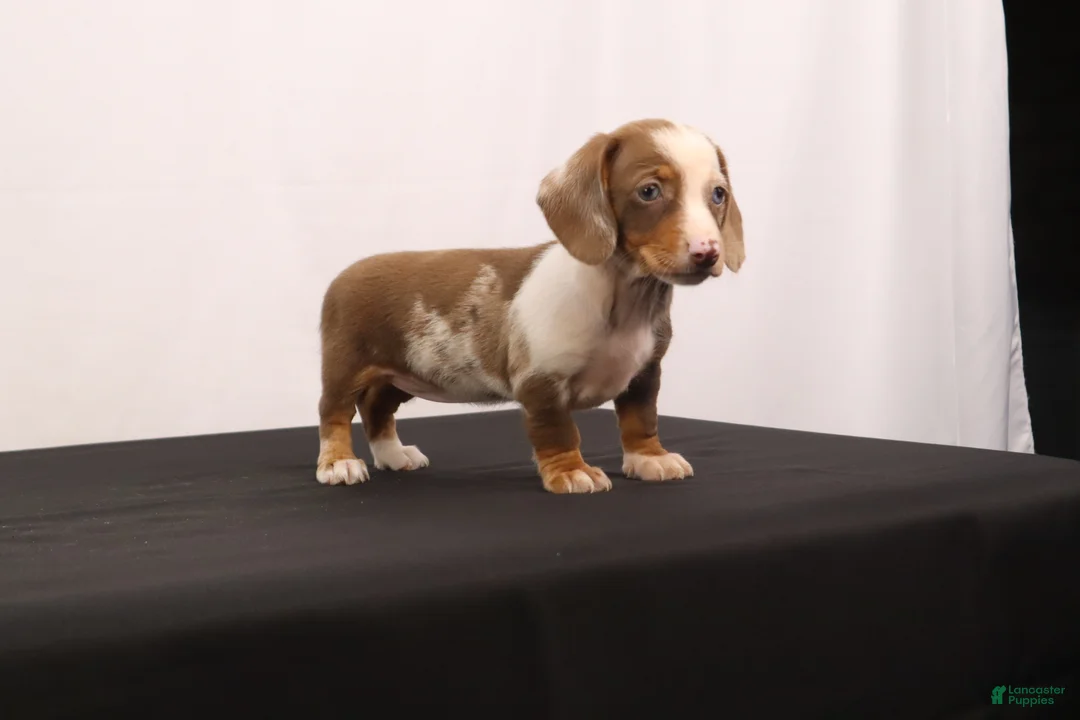 Dachshund dogs for sale: Polly - Ad 1