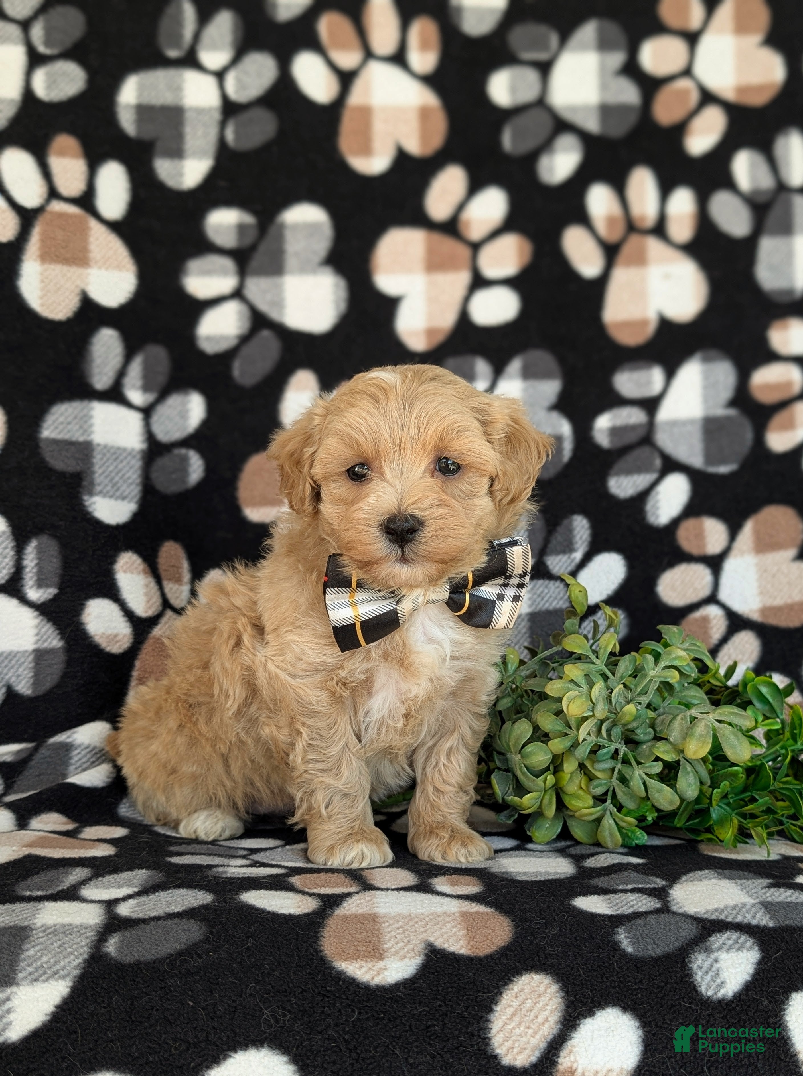 Maltipoo dogs for sale: Osborne - Ad 3