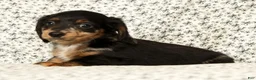 Miniature Dachshund dogs for sale: Tucker - Ad 3