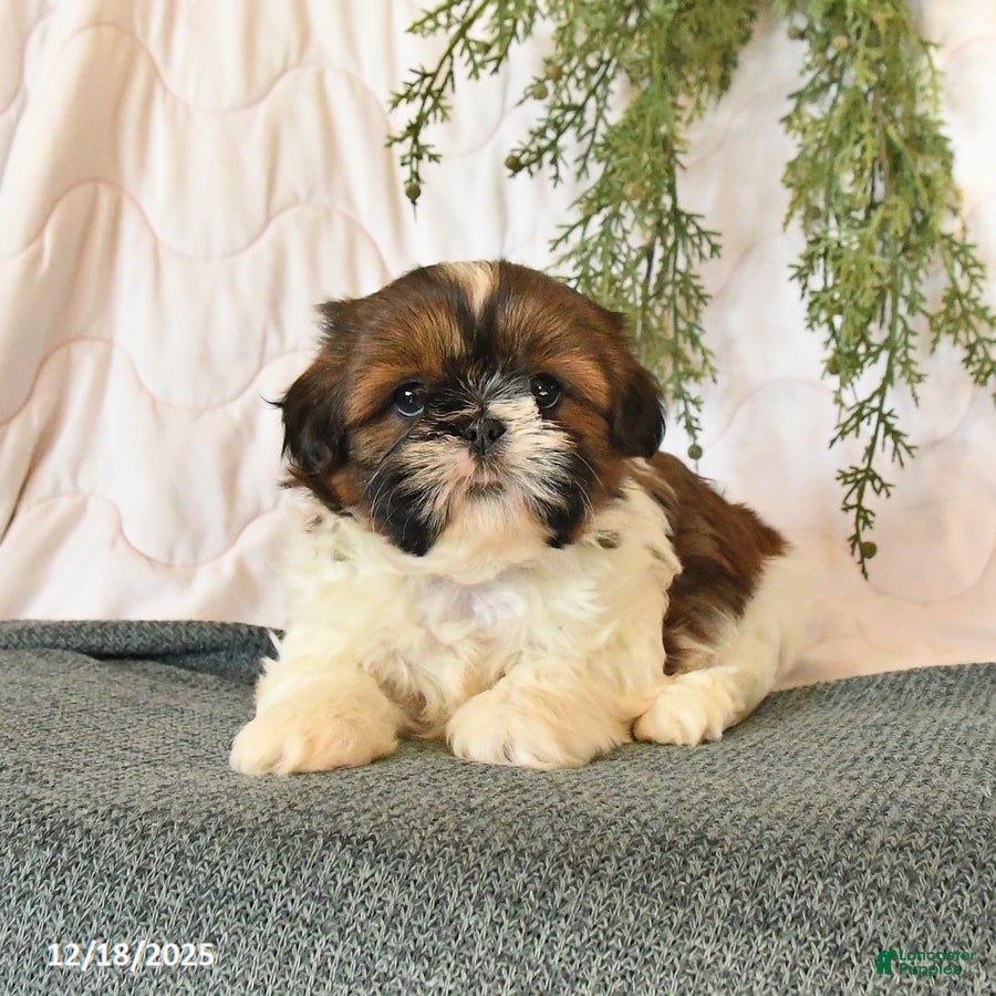 Shih Tzu dogs Chili - Ad 4