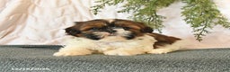 Shih Tzu dogs for sale: Chili - Ad 1