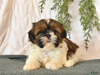 Shih Tzu dogs Chili - Ad 2