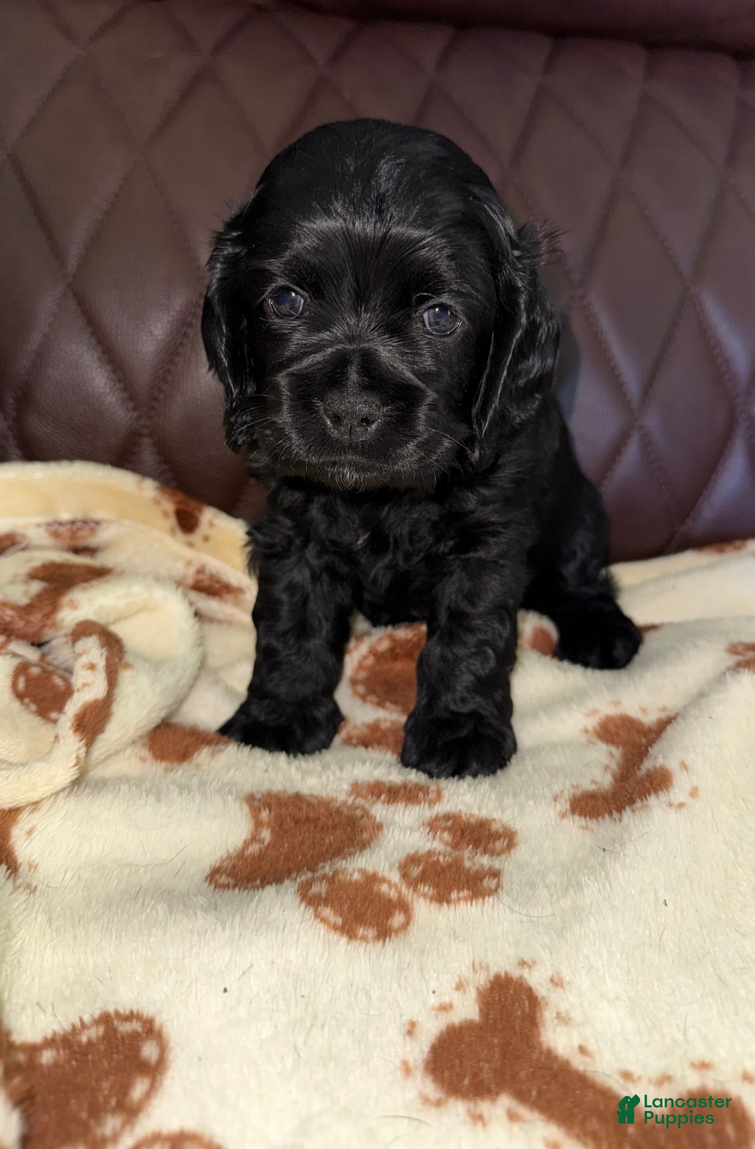 Cocker Spaniel dogs Cocker Spaniel 1- All Black  - Ad 2