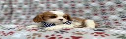 Cavalier King Charles Spaniel dogs for sale: Odie - Ad 6